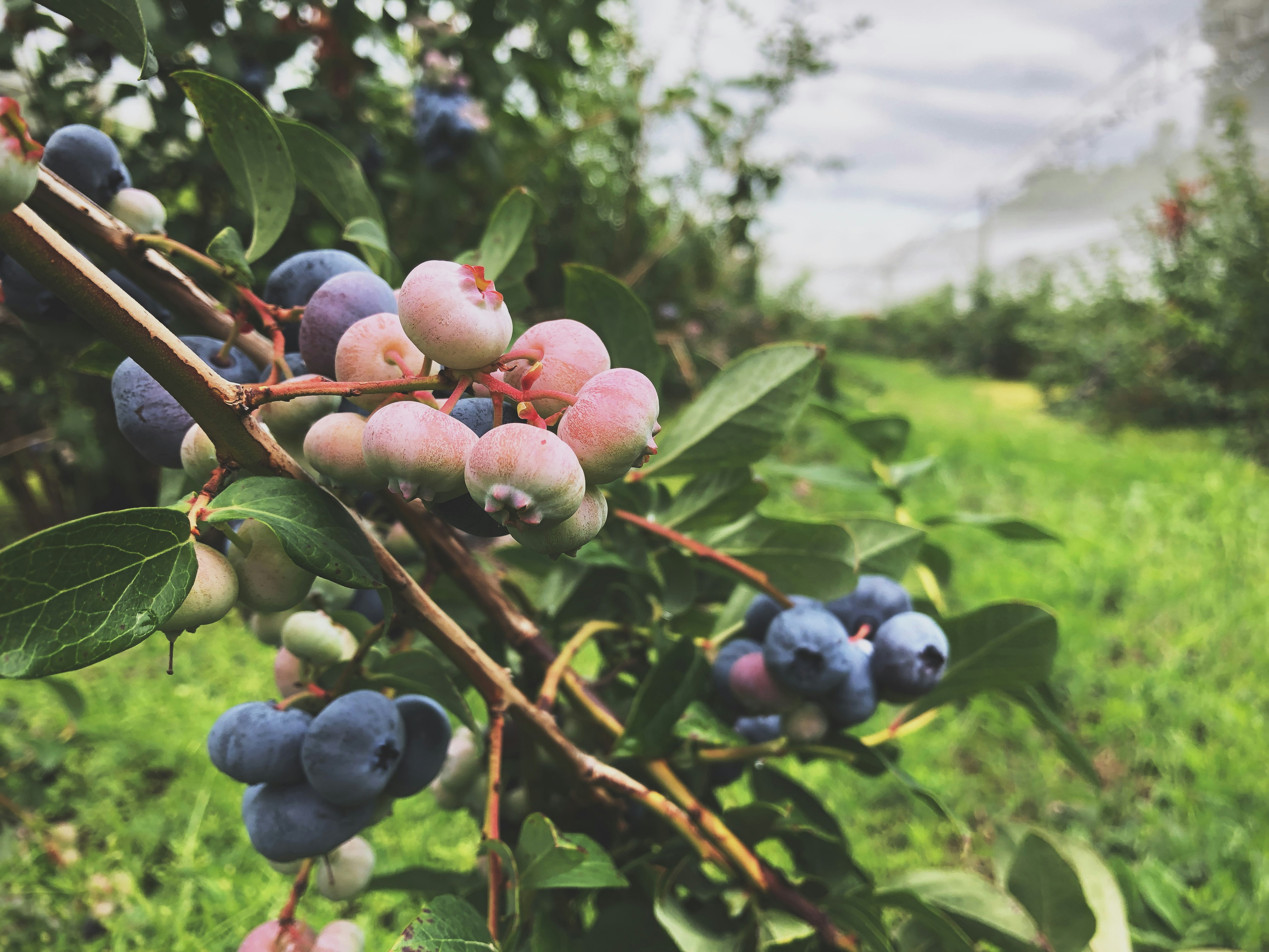 berries